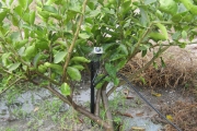 Nông dân ứng dụng kỹ thuật tưới phun mưa dưới tán với béc BS5000