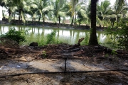 Tưới cho cây dừa vào mùa khô