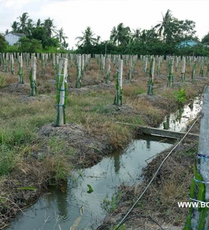 Hình ảnh tưới nhỏ giọt thanh long tại Long An