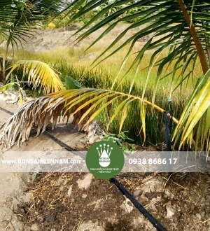Hình ảnh tưới phun bù áp cho 18ha  cây dừa tại Kiên Giang