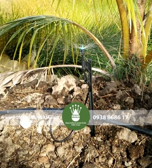 Hình ảnh tưới phun bù áp cho 18ha  cây dừa tại Kiên Giang